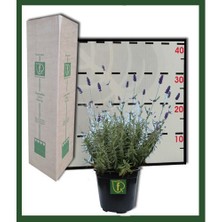 Fidanİstanbul Lavanta Grosso Fidanı