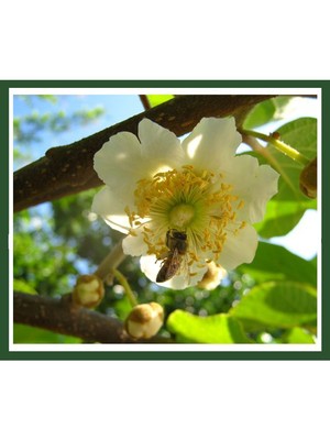 Plantistanbul   Kivi Fidanı (1 Dişi - 1 Erkek)