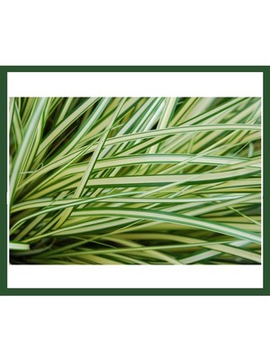 Plantistanbul Carex Ever Gold Fidanı