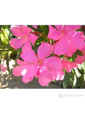 Plantistanbul Nerium Oleander-Zakkum Fidanı Pembe