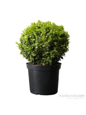 Plantistanbul Buxus Sempervirens- Şimşir  Fidanı