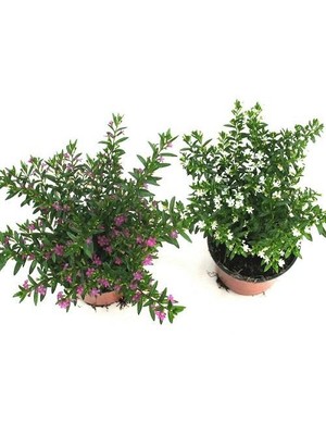 Plantistanbul Cuphea Hyssopifolia Kufeye Çiçeği, Saksıda