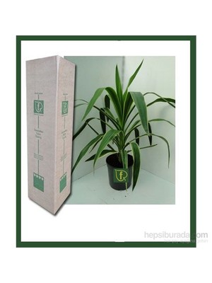 Plantistanbul Yucca Jewel