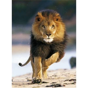 Puzzle Running Lion (1000 Parça)