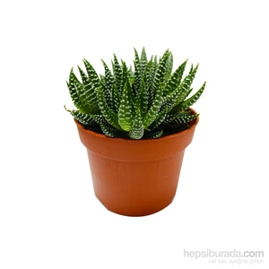 GardenLife Howarthıa – Sukkulent Yılan Derisi Bitkisi  - 2