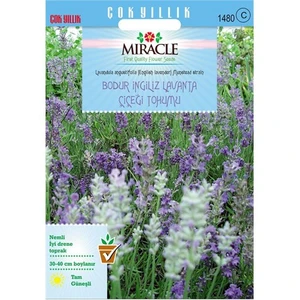 Miracle Tohum Munstead Strain Bodur İngiliz Lavanta Çiçeği Tohumu (95 Tohum)