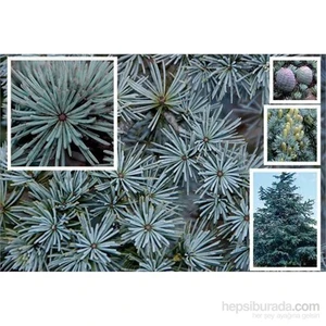 Cedrus Atlantica Glauca- İthal Mavi Atlas Sediri 20-40 Cm, Aşılı