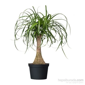 Becaucarnea Recurvata, Nolina (Fil Ayağı), Saksıda