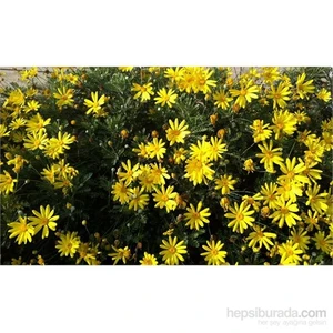Euryops Papatya, İthal, Saksıda