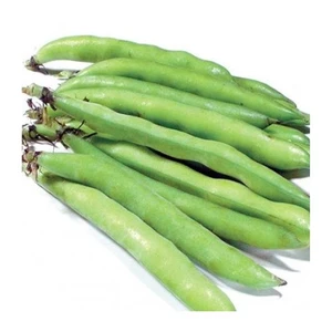Bakla Erken Sakız Tohumu Paket 25 Gr.