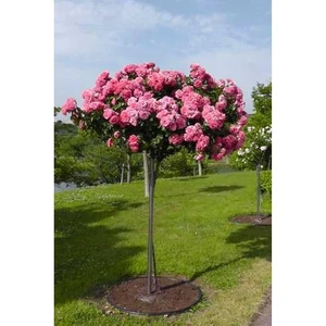 Pembe Baston Gül, Saksılı