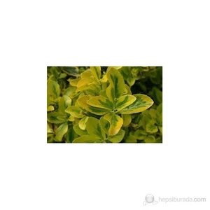 Euonymus Japonica Taflan Fidanı 5-10 Cm 10 Adet