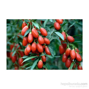 Goji Berry Fidanı Tüplü