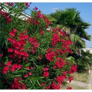 Nerium Oleander-Zakkum Fidanı Kırmızı