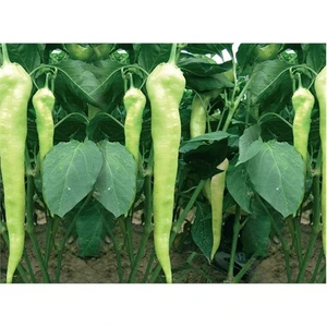 Biber Yalova Çarliston Tohumu (10 Gr)