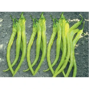 Biber Sarı Sivri Çorbacı Tohumu (10 Gr)