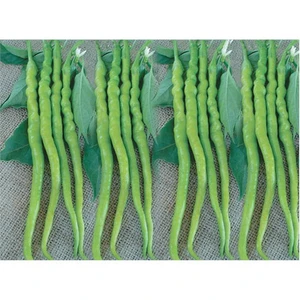 Biber Kıl Sivri Acı Tohumu(10 Gr)