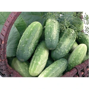 Hıyar Prıma Turşuluk Tohumu(3 Gr)