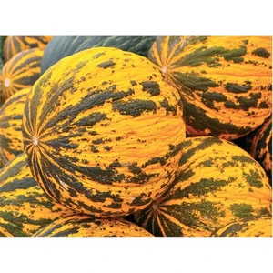 Kavun Kırkağaç 637  Tohumu(5 Gr)