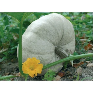 Kabak Balkabağı Tohumu(10 Gr)