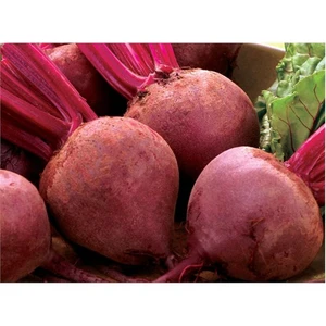Bikores Pancar Tohumu(10 Gr)