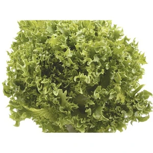 Marul Arapsaçı Kıvırcık Tohumu(10 Gr)