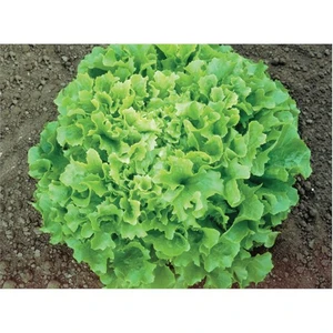 Marul 055 Kıvırcık Tohumu(10 Gr)