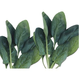 Ispanak Matador Tohumu(10 Gr)