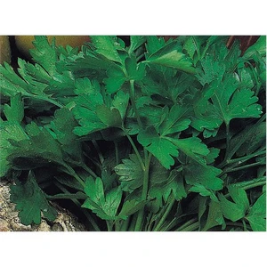 Maydanoz Tohumu(10 Gr)