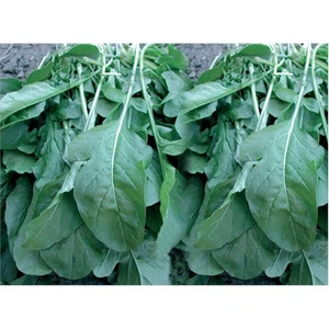 Roka Tohumu(10 Gr)