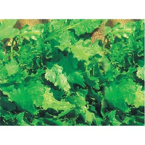 Tere Tohumu(10 Gr)