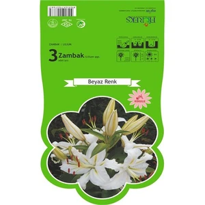 Beyaz Zambak Soğanı