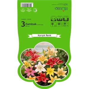 Karışık Renk Zambak Soğanı