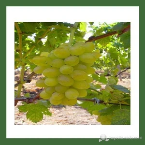 Asma Üzüm Fidanı, Yalova İncisi, Aşılı, Rootball