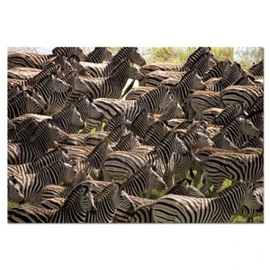 Puzzle Herd Of Zebras (500 Parça)