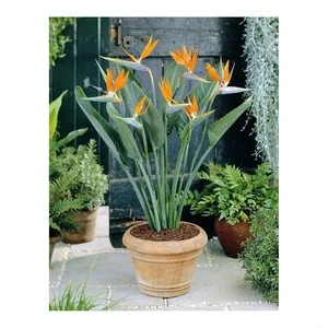 Starliçya Strelitzia Reginae, Saksıda