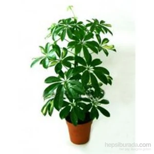 Schefflera Actinopylla (Şeflera), Yeşil Yapraklı, Saksıda