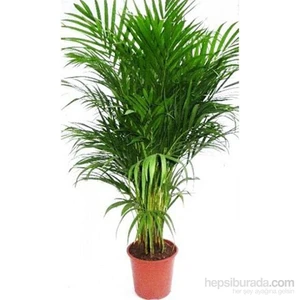 Areca Lutescens (Chrysalidocarpus), +120 Cm, Saksıda