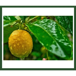 Yediveren Limon Fidanı