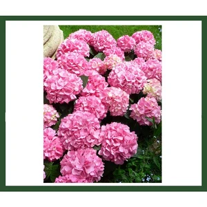 Fidanİstanbul Hydrangea Macrophylla (Pembe Çiçekli Ortanca) Fidanı