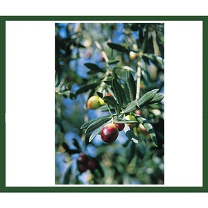 Zeytin Fidanı