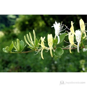 Lonicera Caprifolium- Hanımeli Fidanı