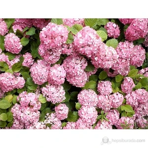 Ortanca Fidanı, Pembe, 15-20 cm