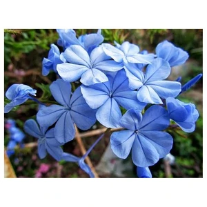 Plumbago Auriculataa-Mavi Yasemin  Fidanı