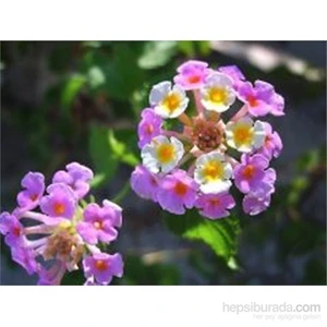Lantana -Agaç Mine Fidanı