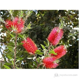 Callistemon Leavis-Bodur Fırça Çalısı Fidanı