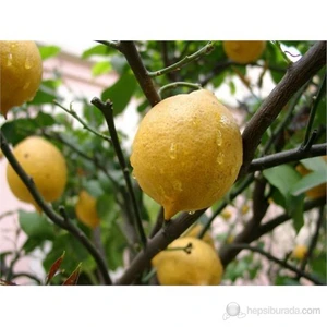 Narenciye Fidanı Yediveren Limon Tüplü