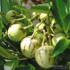 Pepino Fidesi Ağaç Kavunu Tüplü