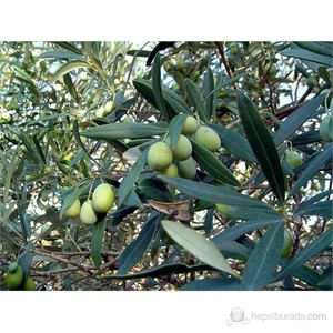 Zeytin Fidanı, Domat Tüplü