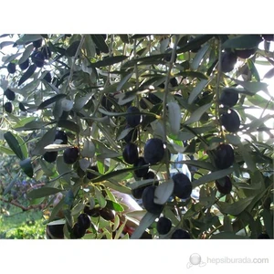 Zeytin Fidanı, Gemlik Trilye Tüplü